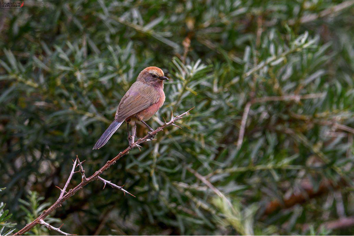 White-Browed-Tit-Warbler