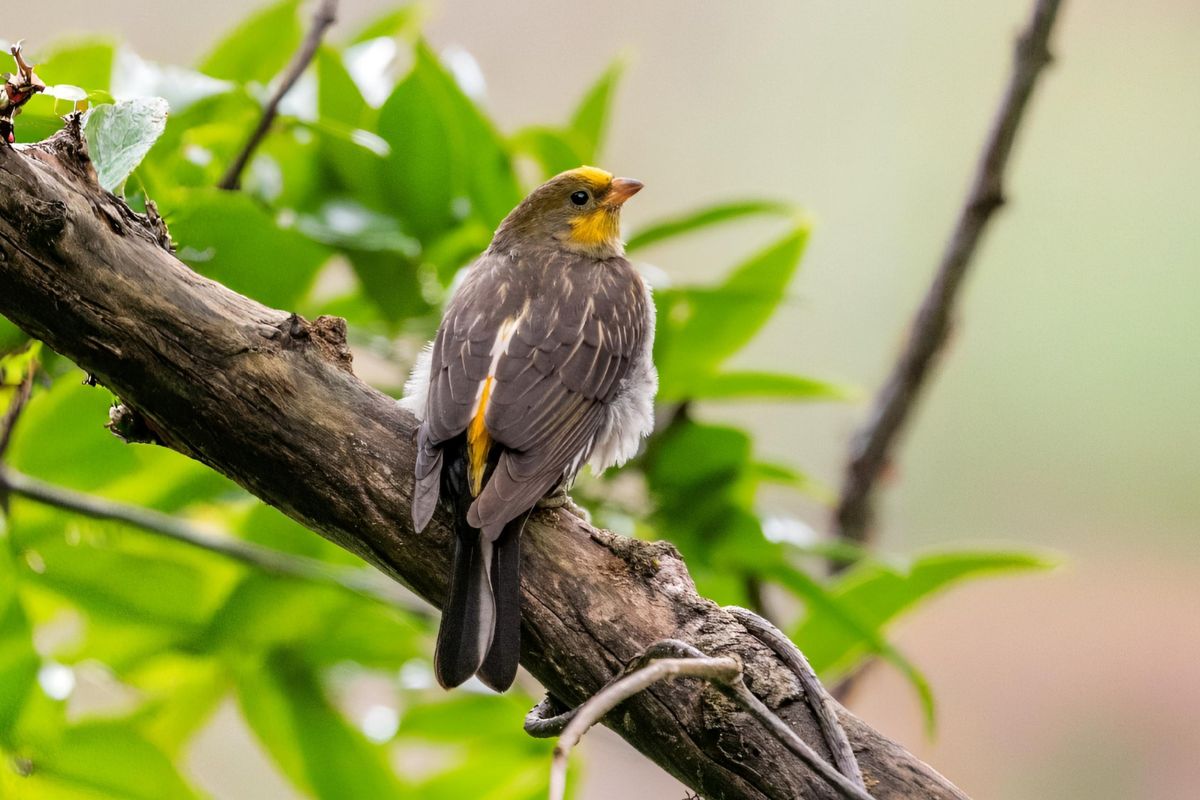 Yellow-Rumped-Honey-Guide