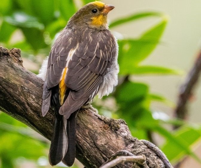 Yellow-rumped-honey-guide