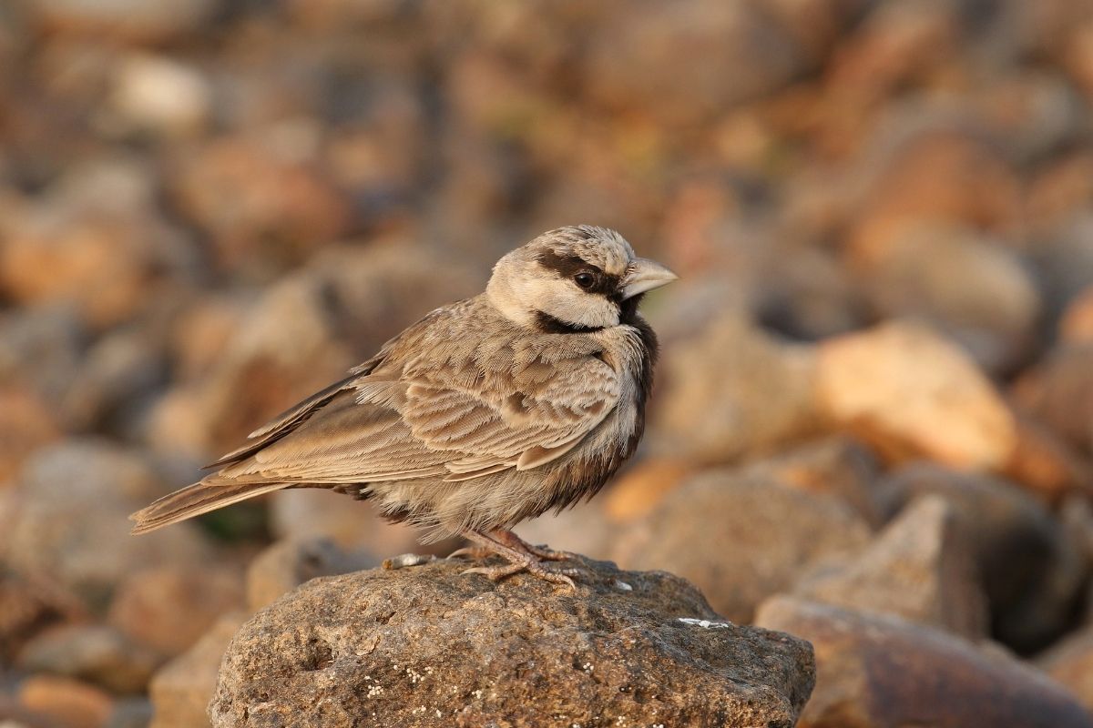 Ashy-Crowned-Sparrow-Lark