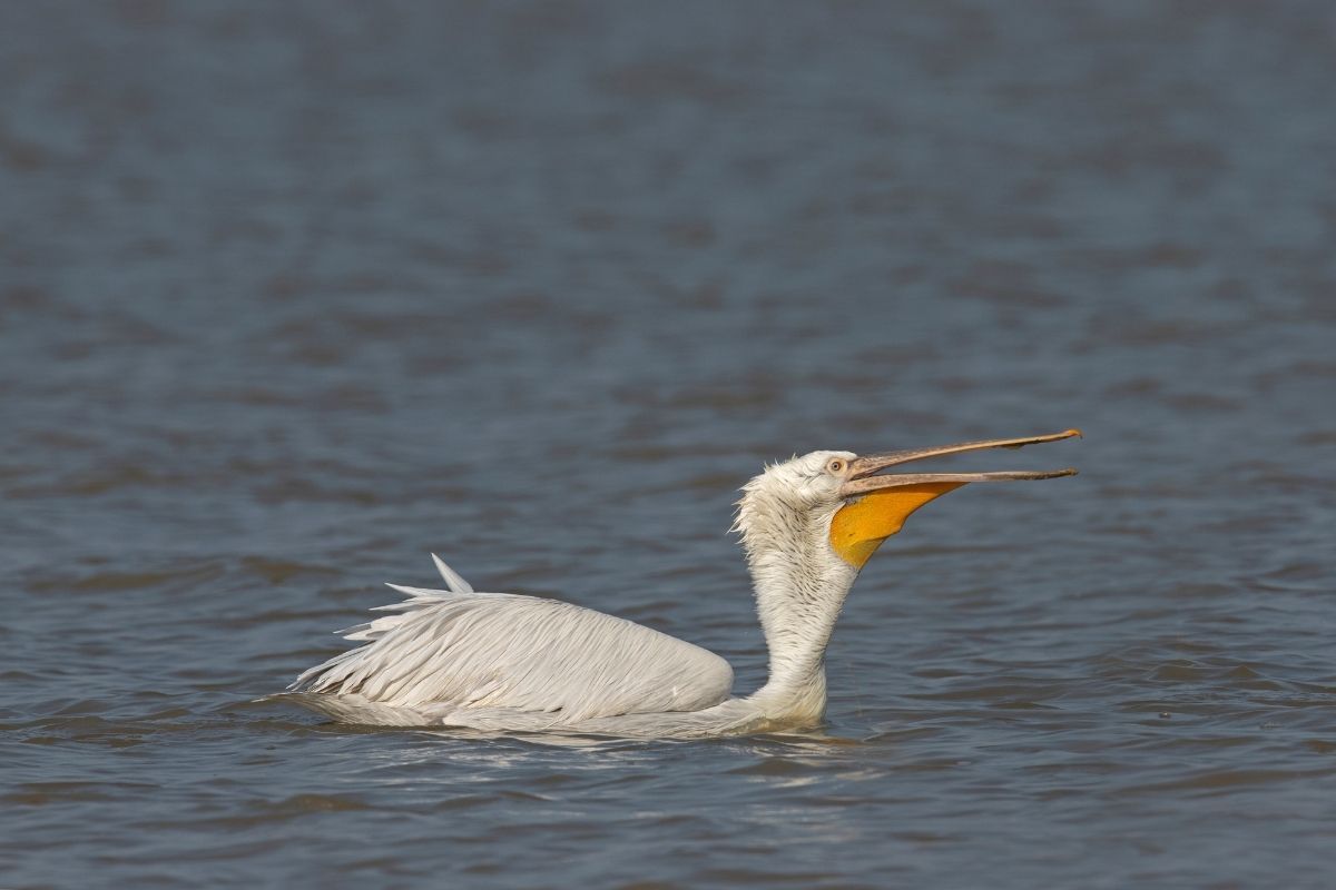 Dalmatian-Pelican