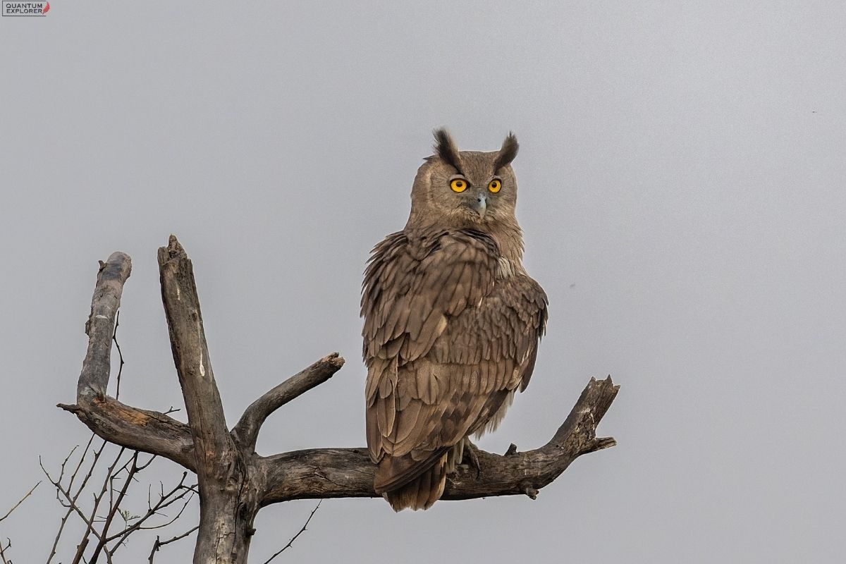 Dusky-Eagle-Owl