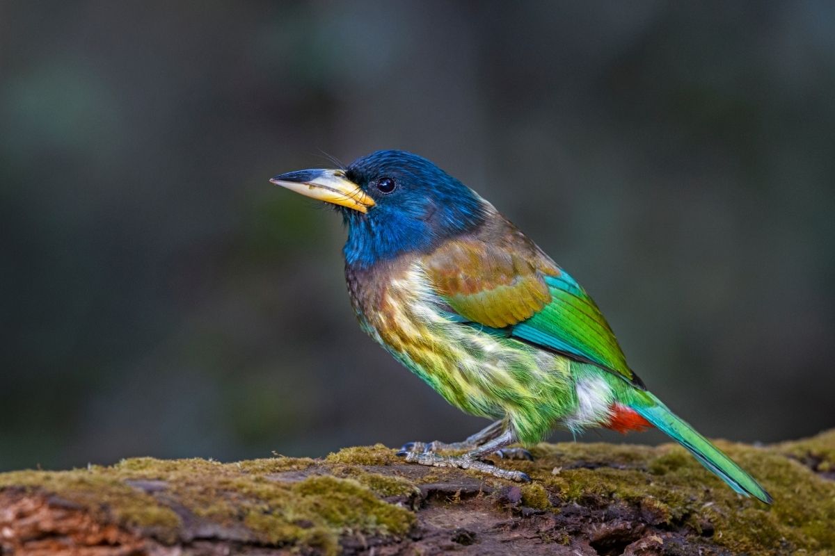 Great-Barbet
