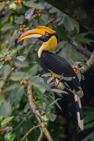 Great-Hornbill