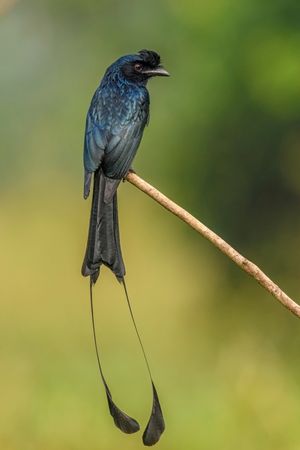 Greater-Racket-Tailed-Drongo