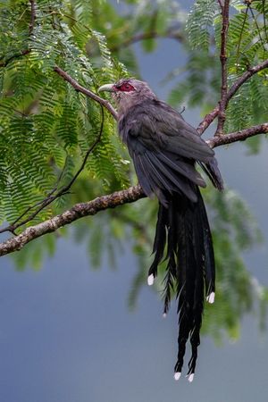 Green-Billed-Malkoha