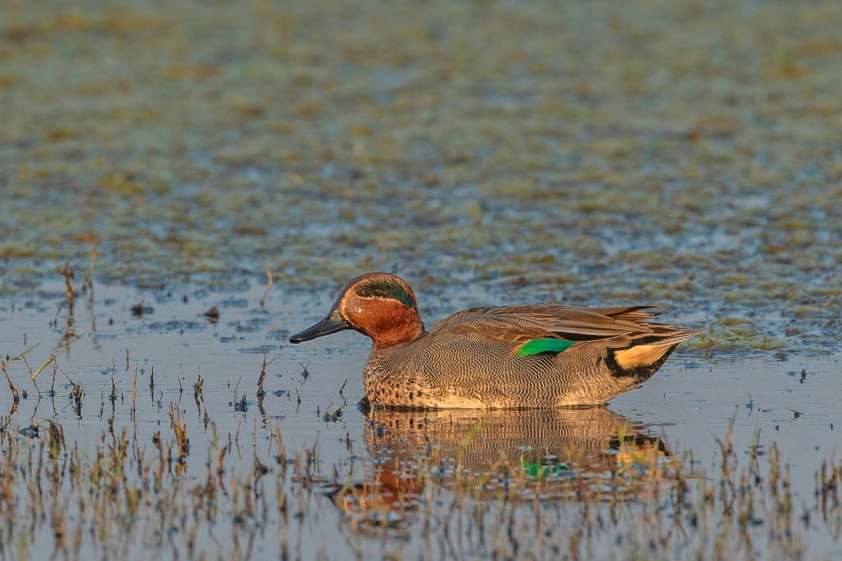 Green-Winged-Teal(M)