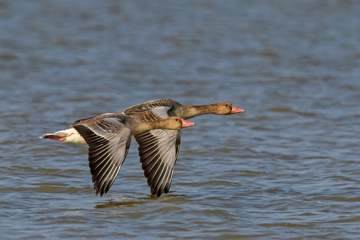 Greylag-Goose