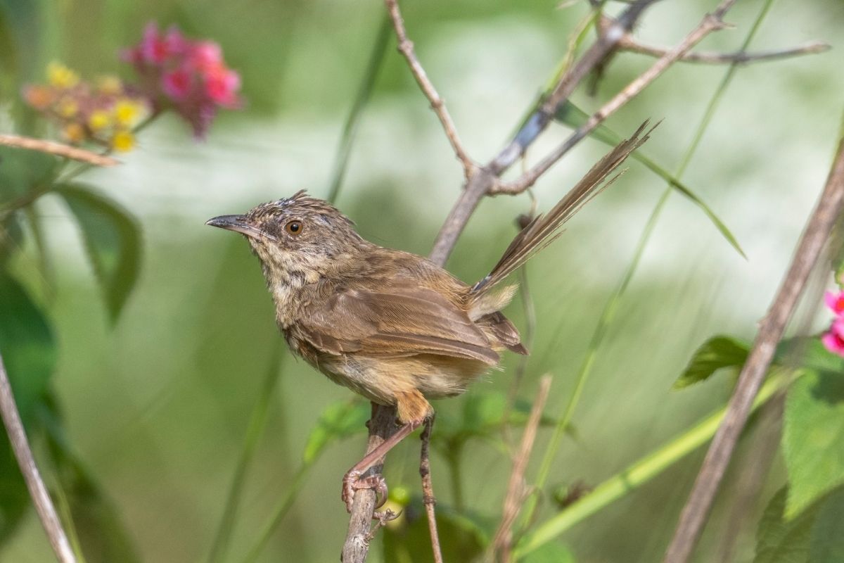 Himalayan-Prinia