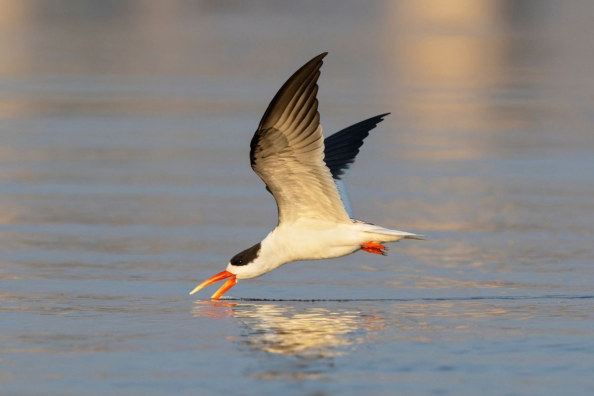Indian-Skimmer