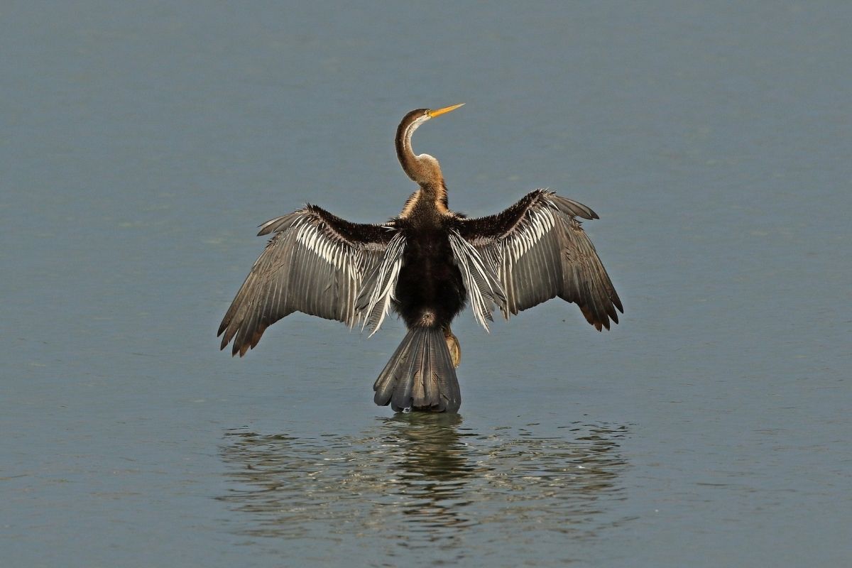 Oriental-Darter
