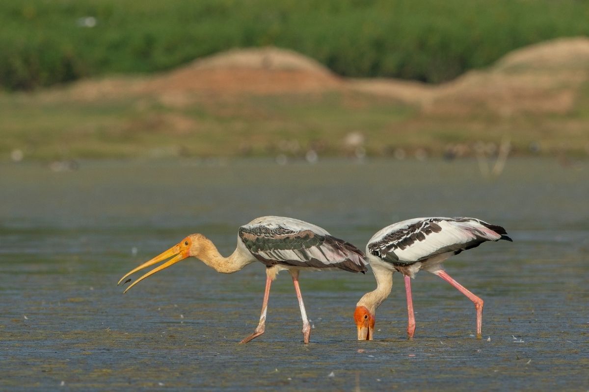 Painted-Stork