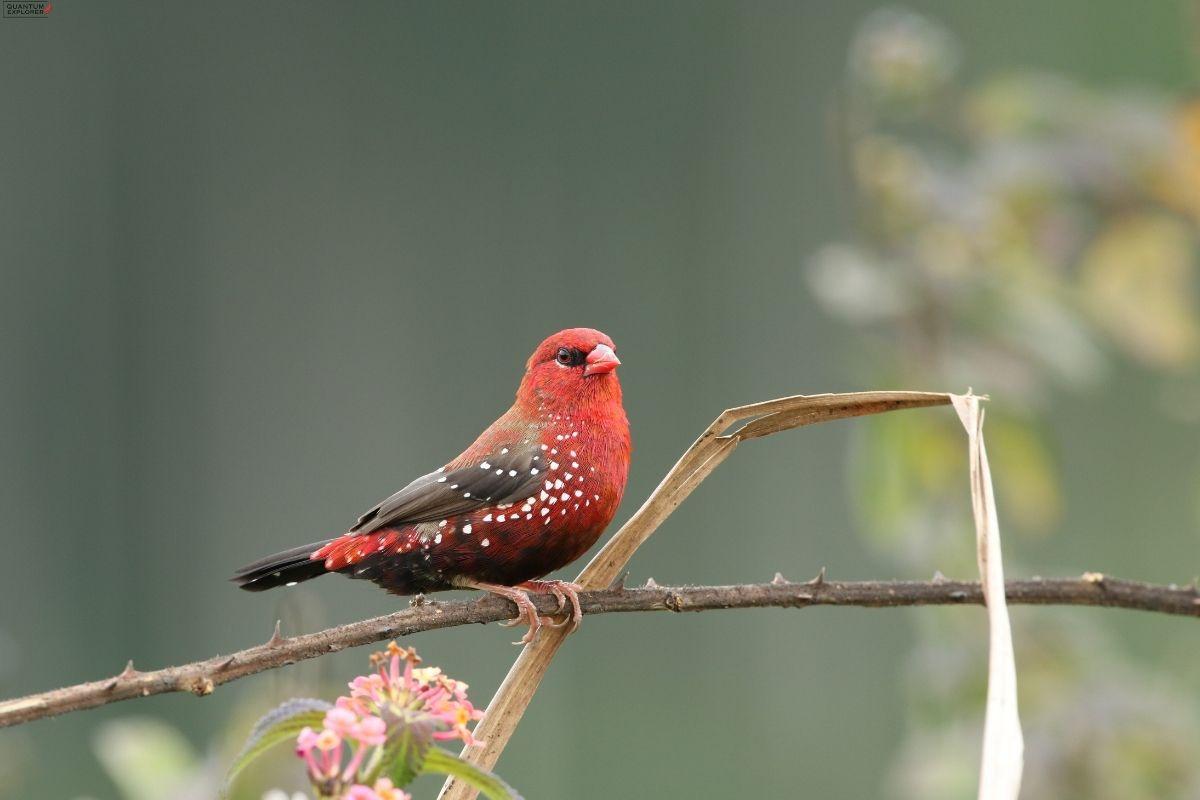 Red-Munia