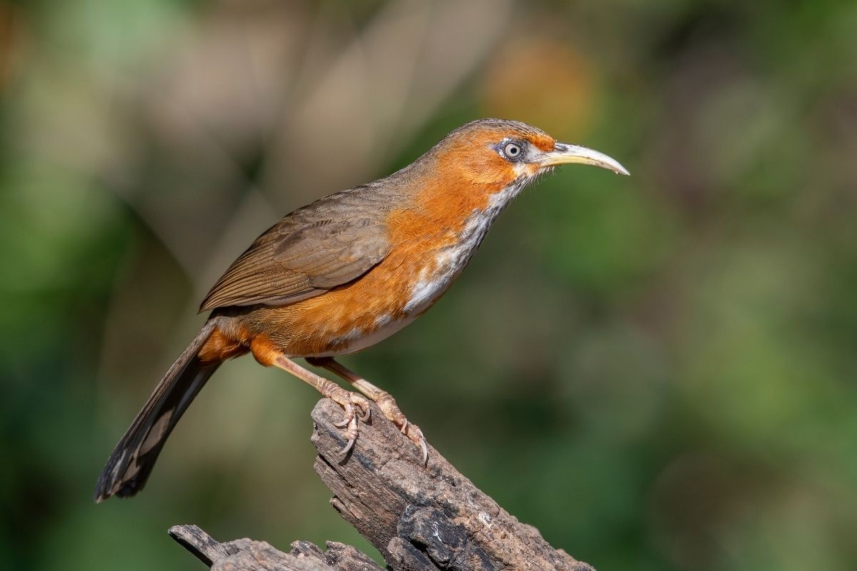 Rusty-Cheeked-Scimitar-Babbler