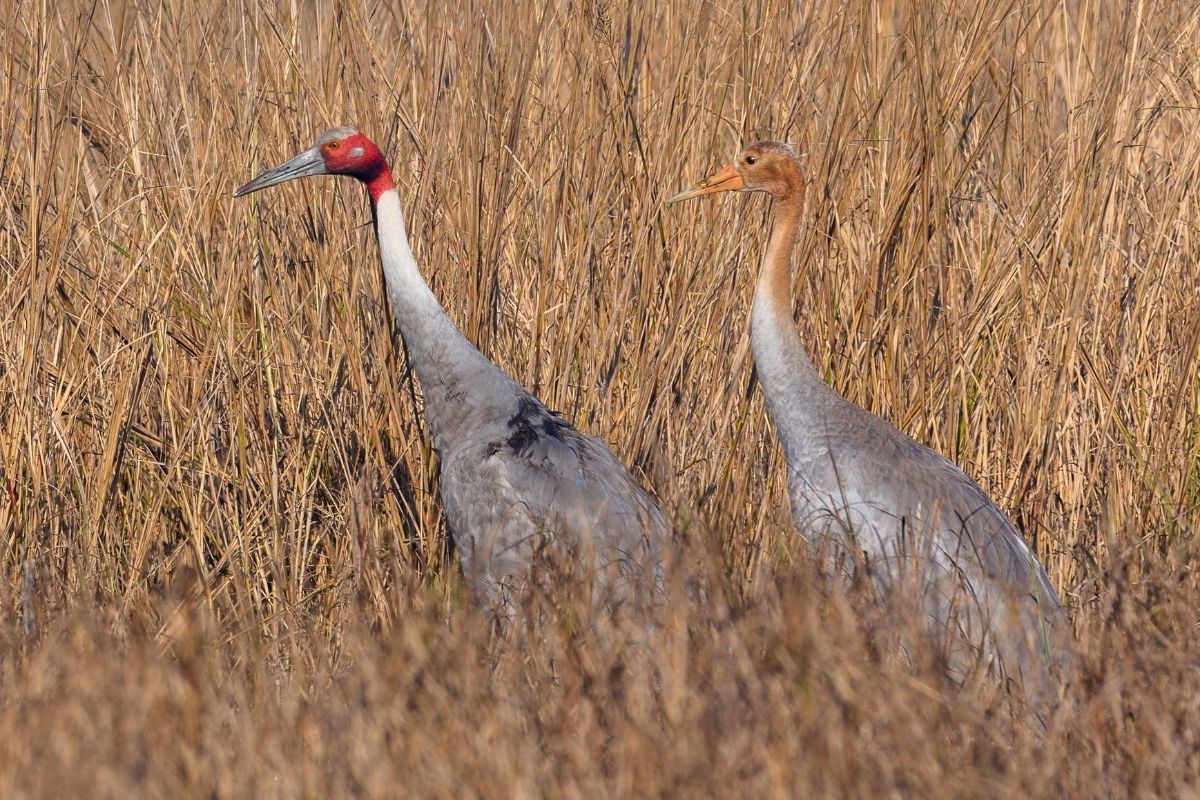 Sarus-Crane