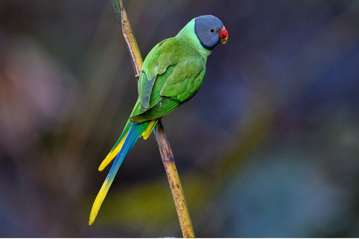 Slaty-Headed-Parakeet