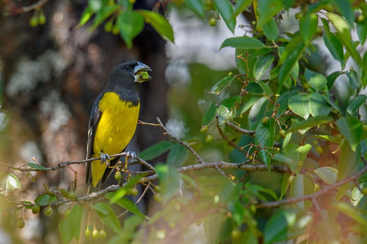 Spot-Winged-Grosbeak