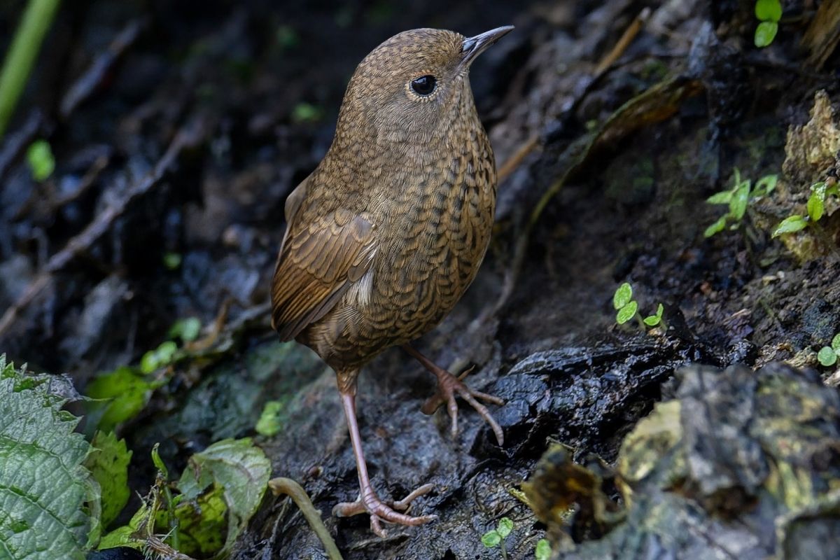 Nepal-Wren-Babbler