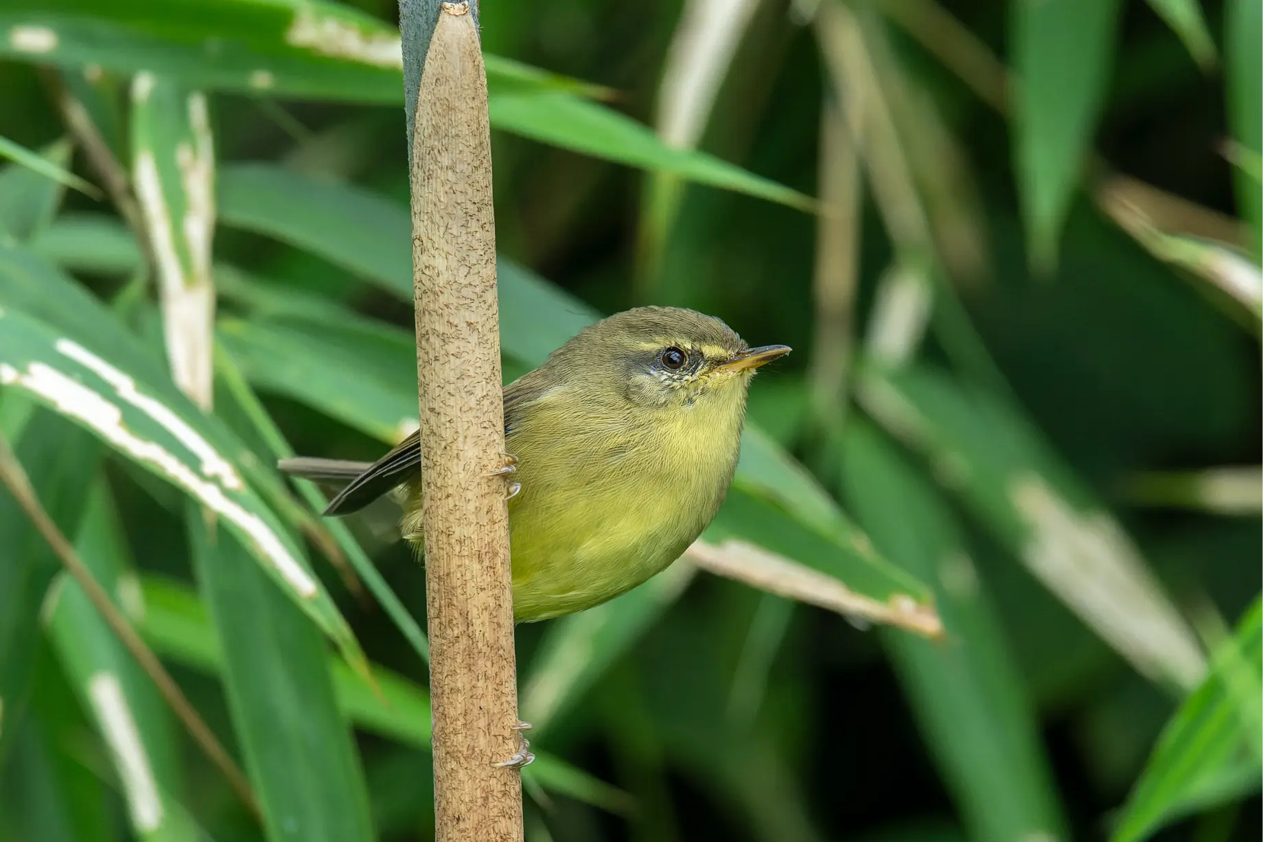 Aberrant Bush Warbler