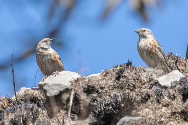Altai Accentor