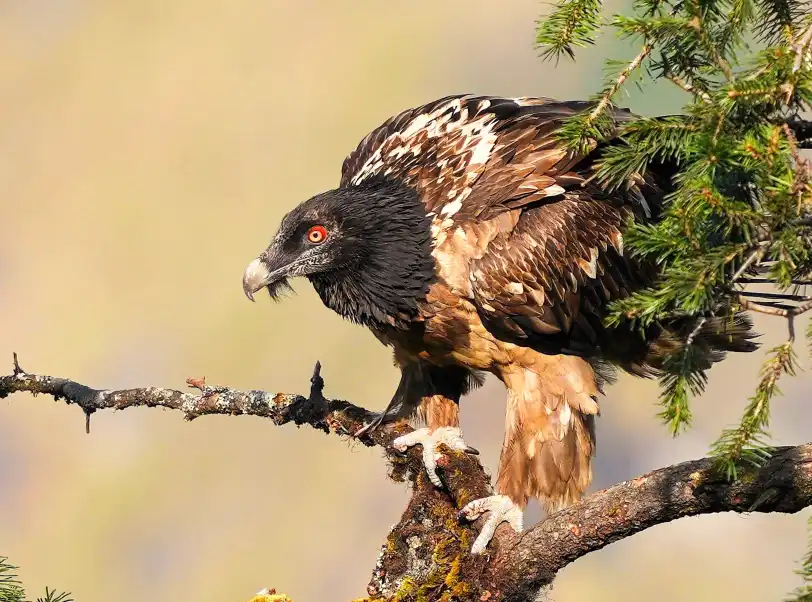 Bearded Vulture