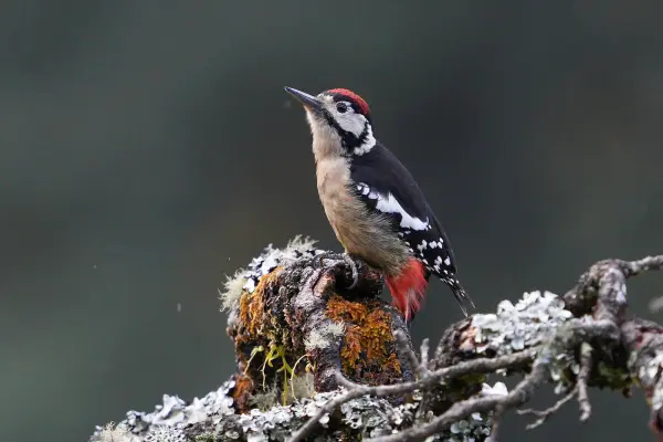 Himalyan Woodpecker
