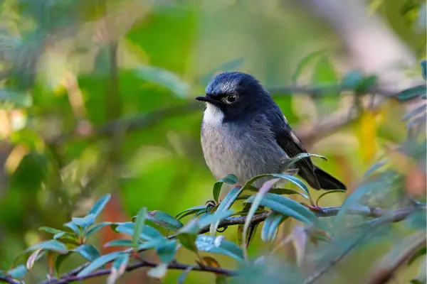 Slaty Blue Flycatcher