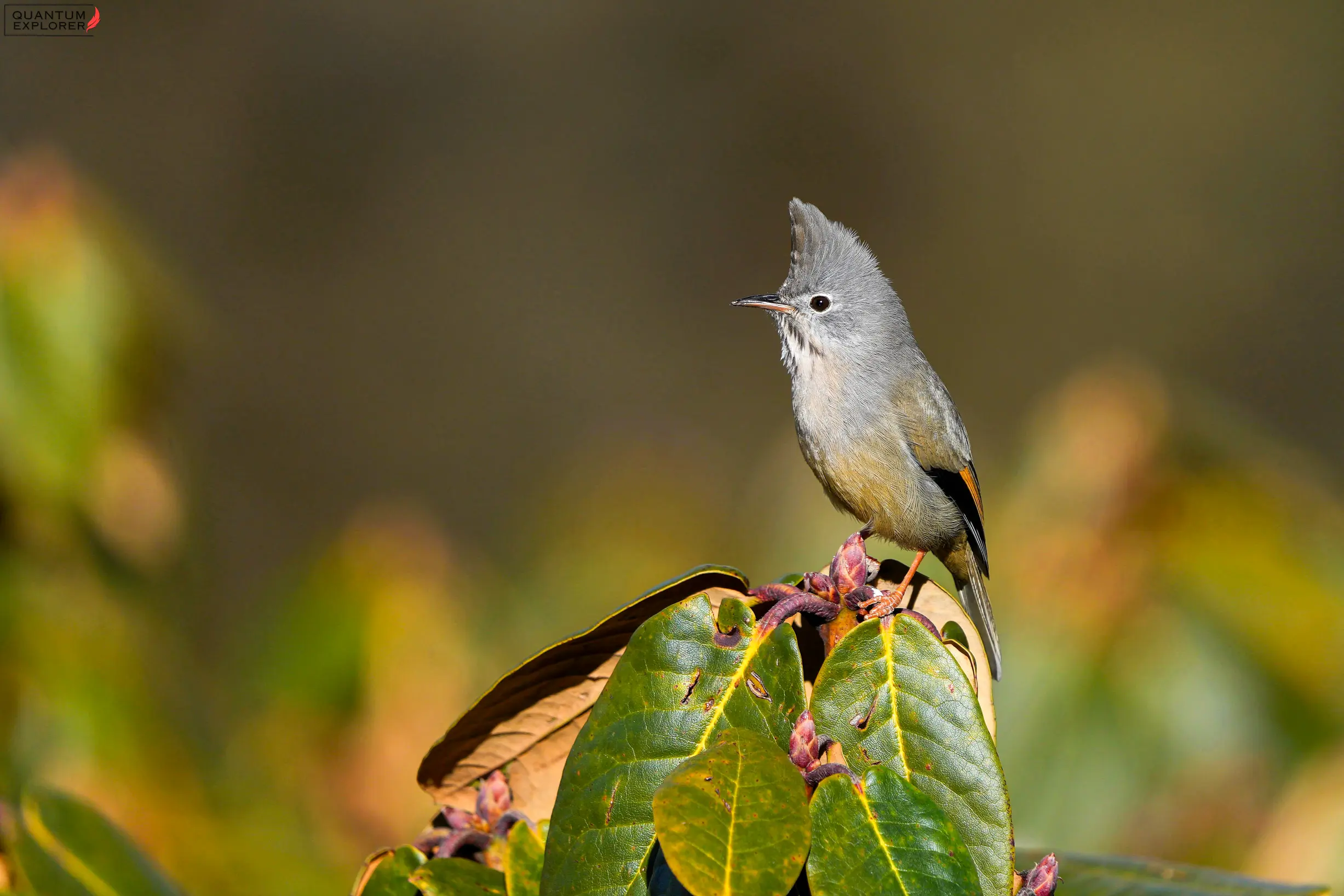 Stripe Throated Yuhina