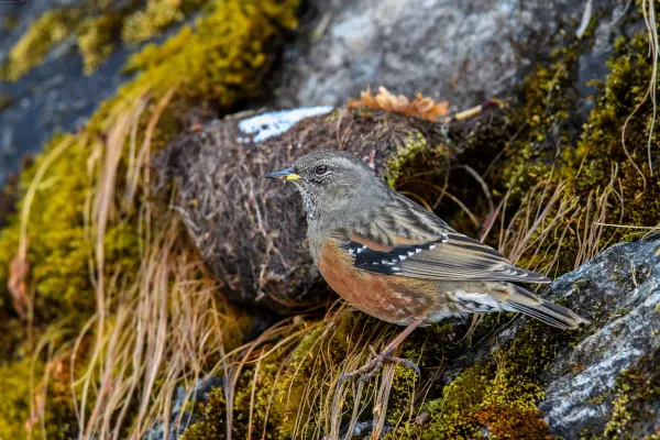 Alpine Accentor