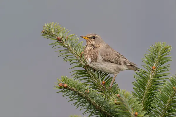 Black-throated Thrush