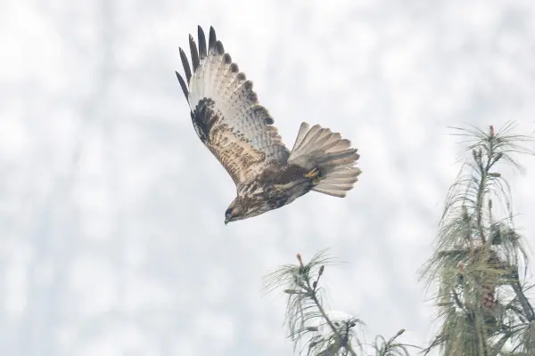 Himalayan Buzzard