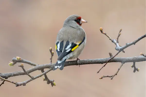 Himalayan Goldfinch