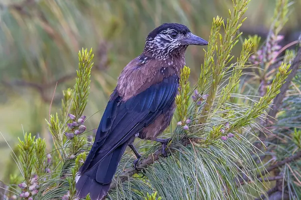 Spotted Nutcracker