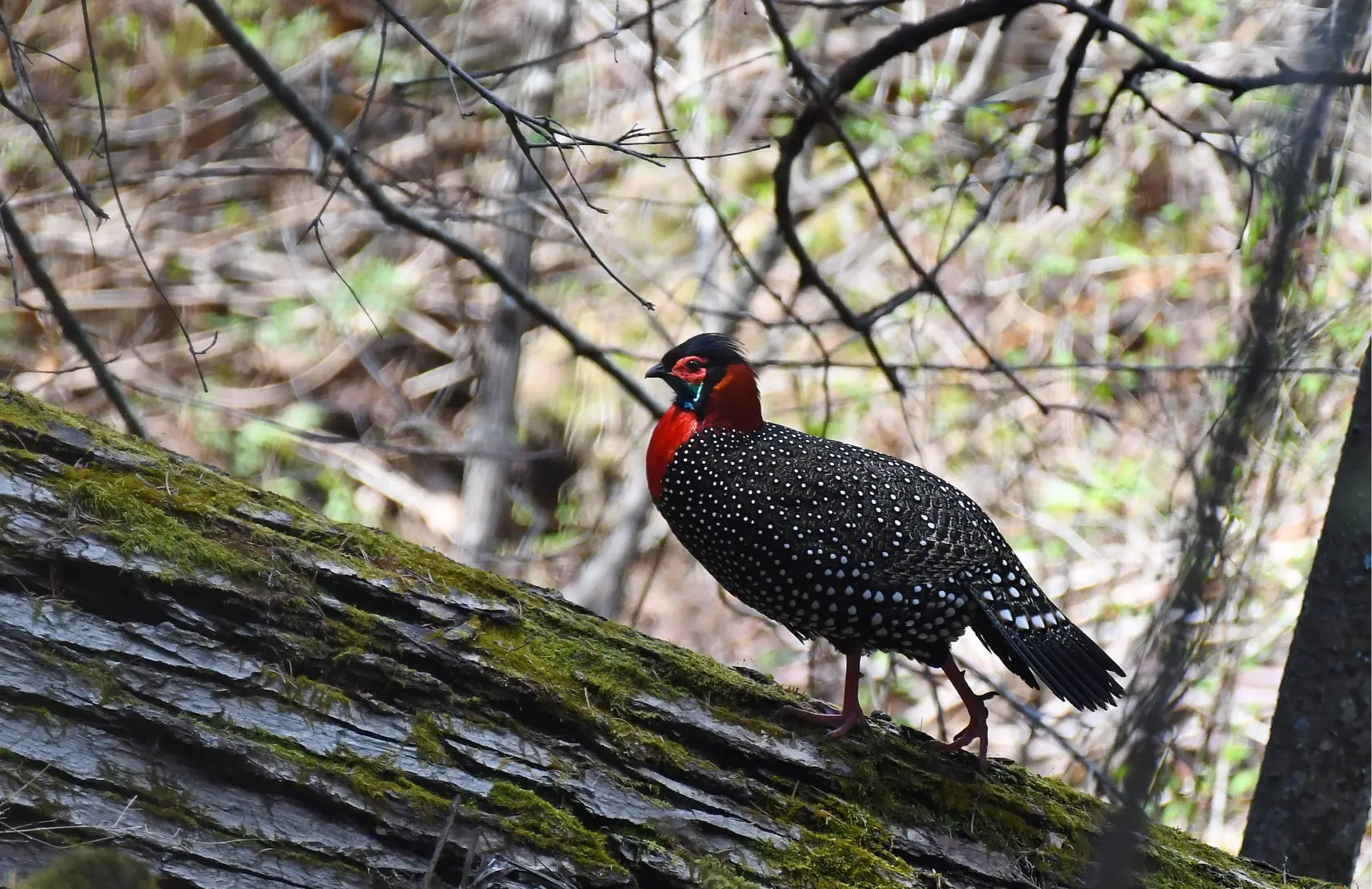 Western Tragopan 2