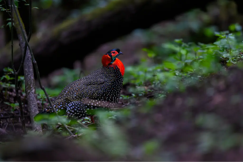 Western Tragopan