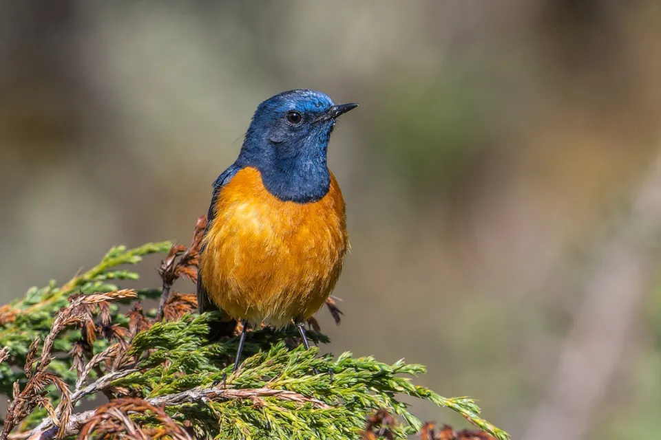Blue-fronted Redstart