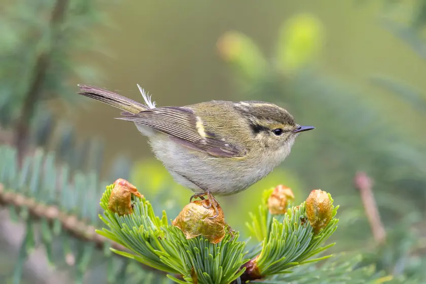 Buff-barred Warbler