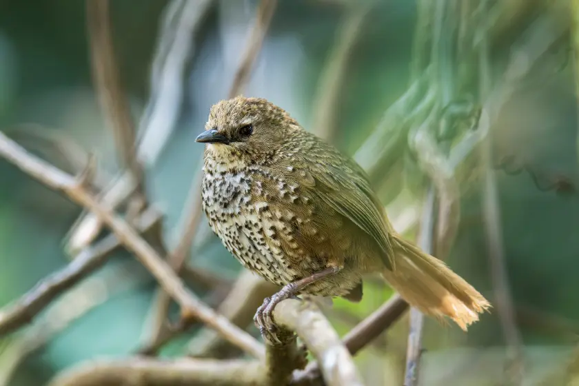 Chin Hills Wren Babbler