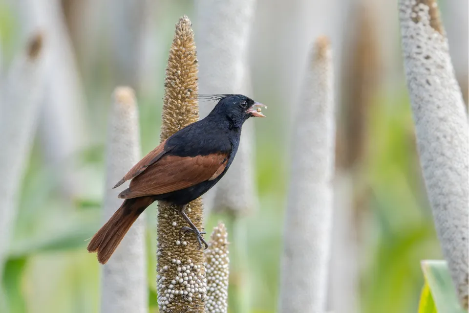 Crested Bunting 9