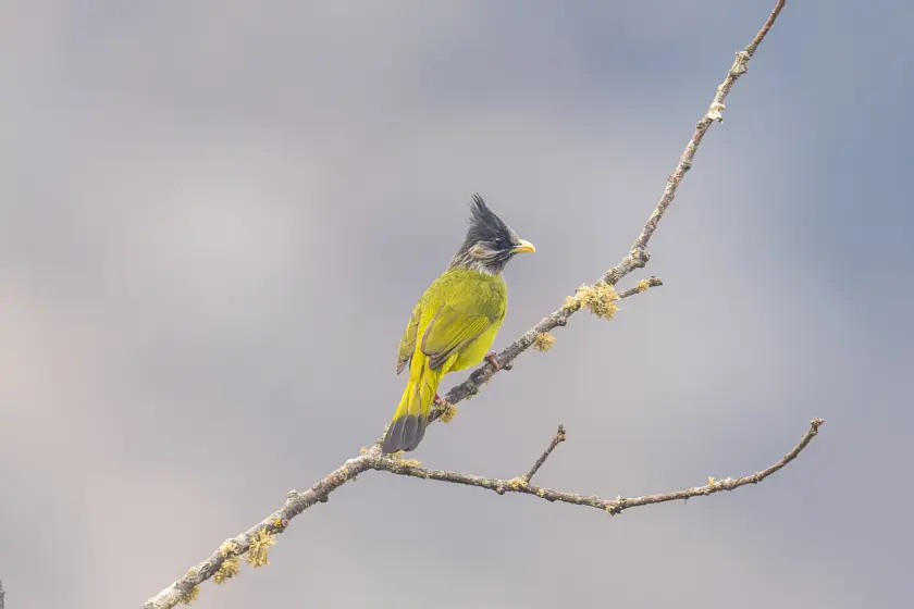 Crested Finchbill