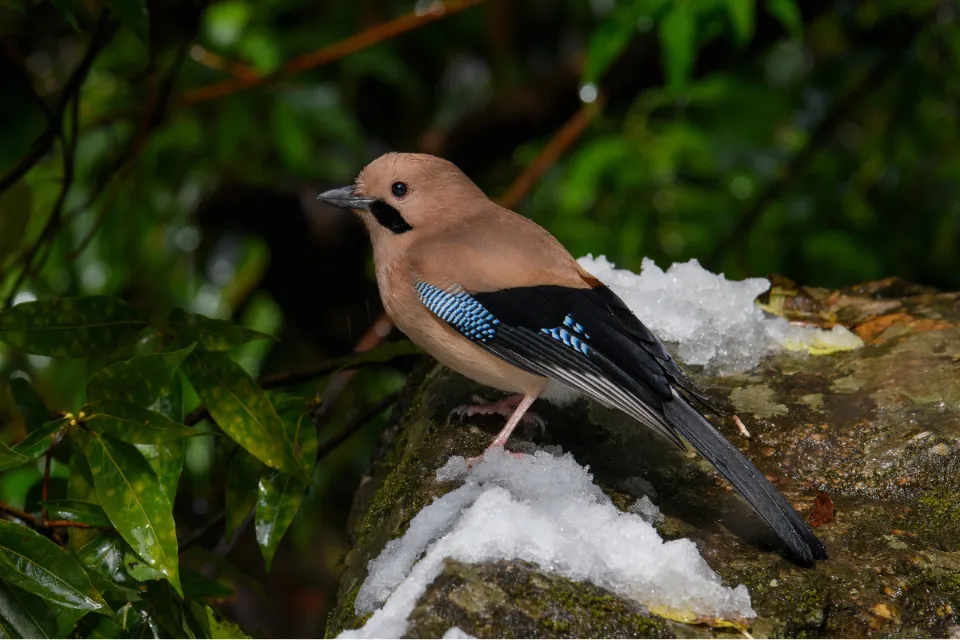 Eurasian Jay
