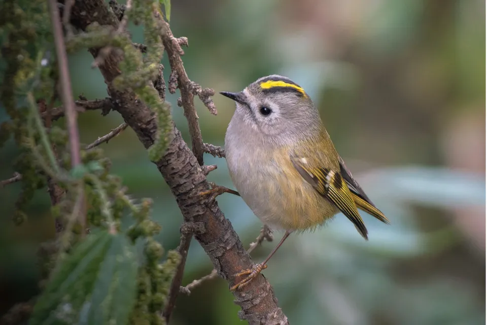 Goldcrest