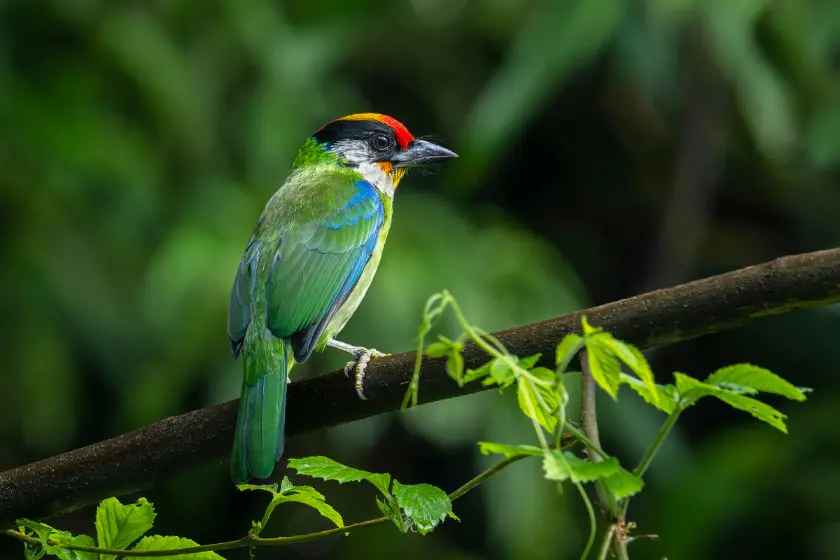 Golden-throated Barbet