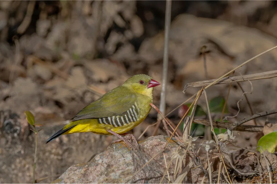 Green Avadavat (M)