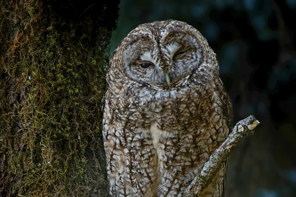 Himalayan Owl