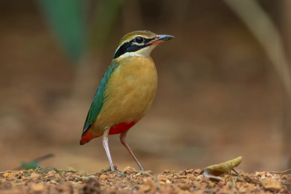 Indian Pitta