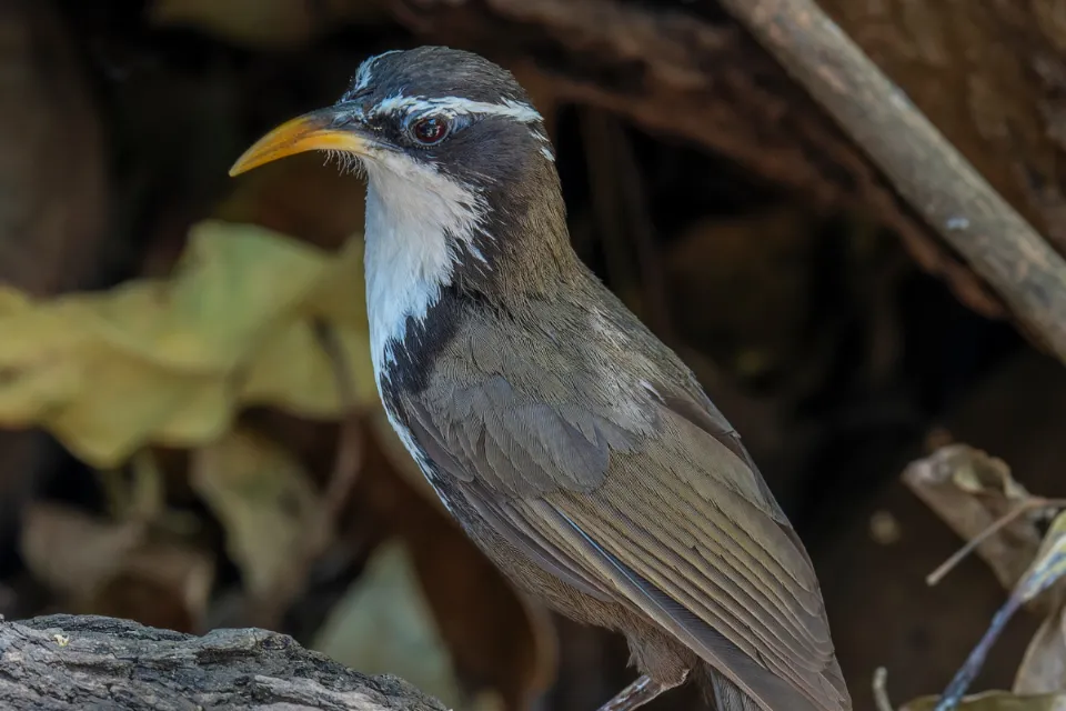Indian Scimitar Babbler 2