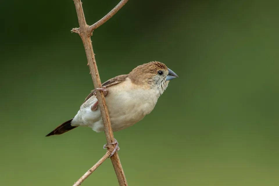 Indian Silverbill 2