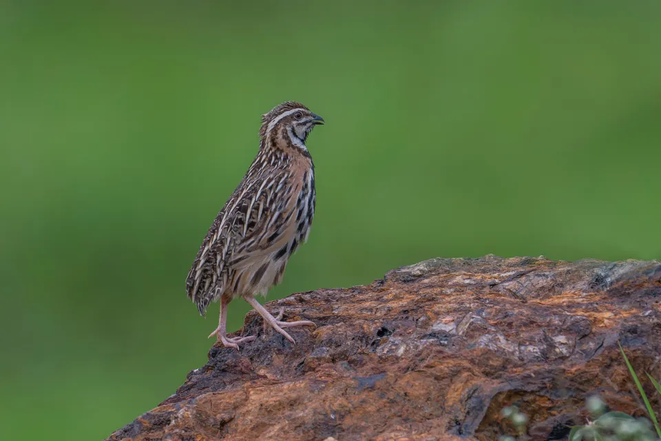 Rain Quail