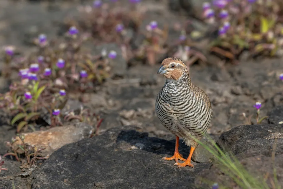 Rock Bush Quail